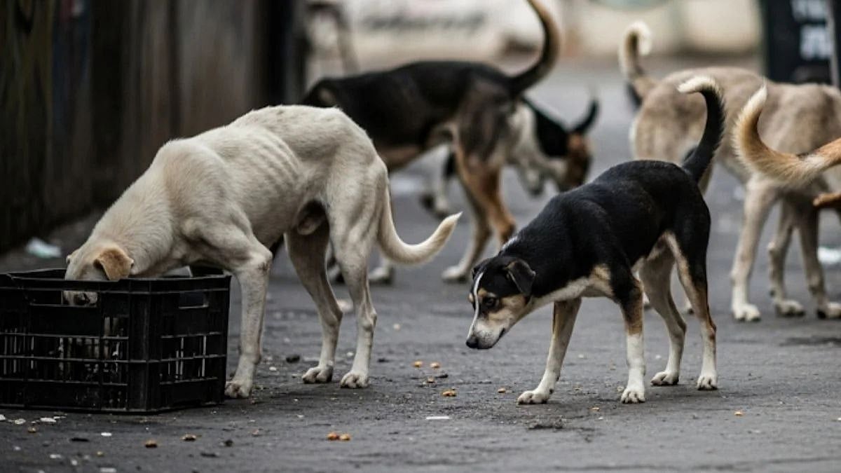 Maharashtra Govt Orders Removal Of Stray Dogs From Public Areas, Mandates Sterilization & Designated Feeding Zones 