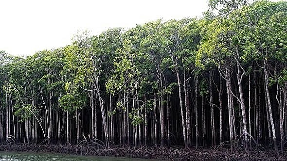 Navi Mumbai News: Uran’s Mangroves Make A Remarkable Comeback, But Official Inaction Raises Tough Questions 