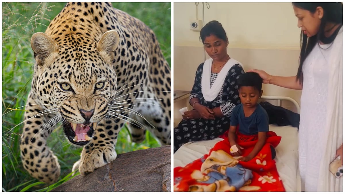 Pune: Four-Year-Old Injured In Fresh Leopard Attack In Khed Tehsil’s Nimgaon Village