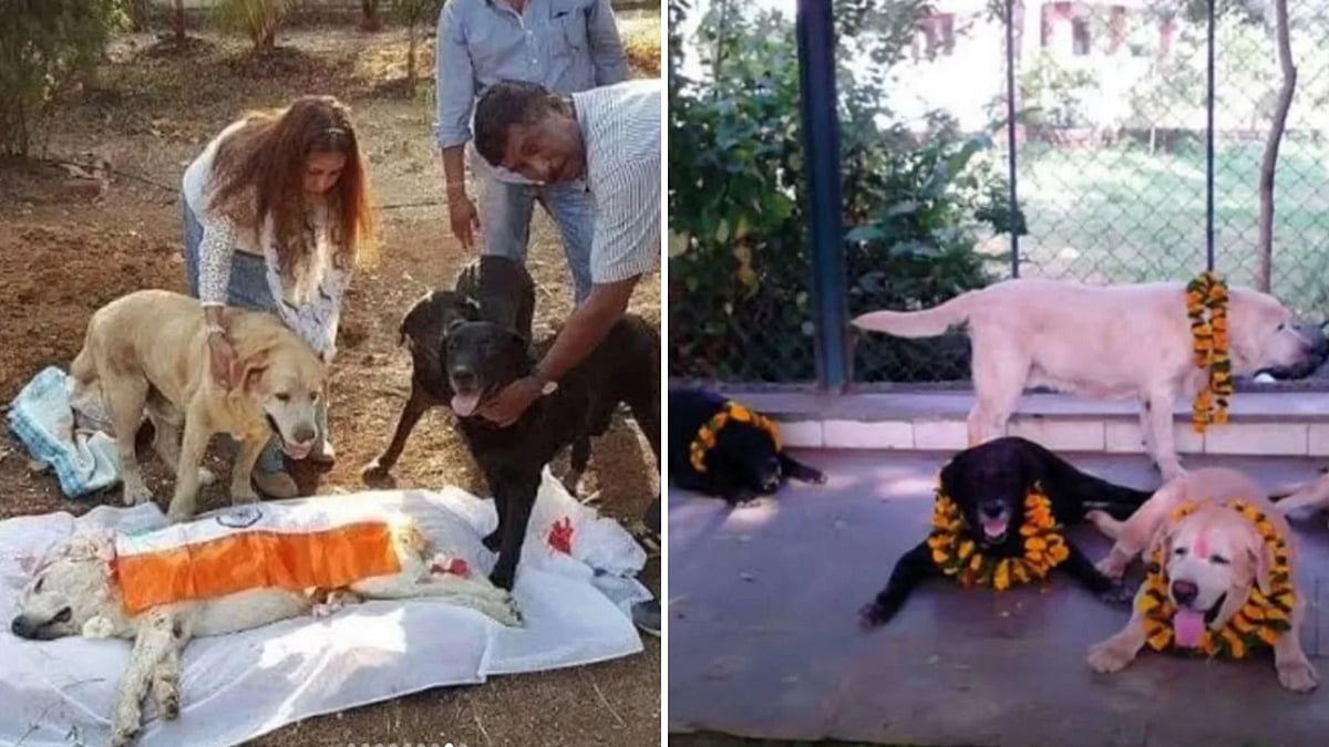 Unsung K9 Heroes Of 26/11 Mumbai Terror Attacks: Remembering Max, Sultan, Tiger & Caesar For Their Silent Service 