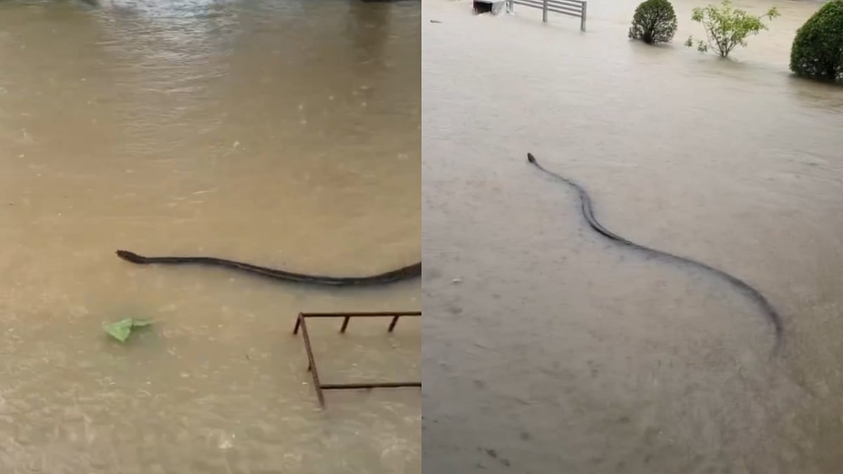 Thailand Floods: Giant Snake Spotted Navigating Through Flood Waters; VIDEO 
