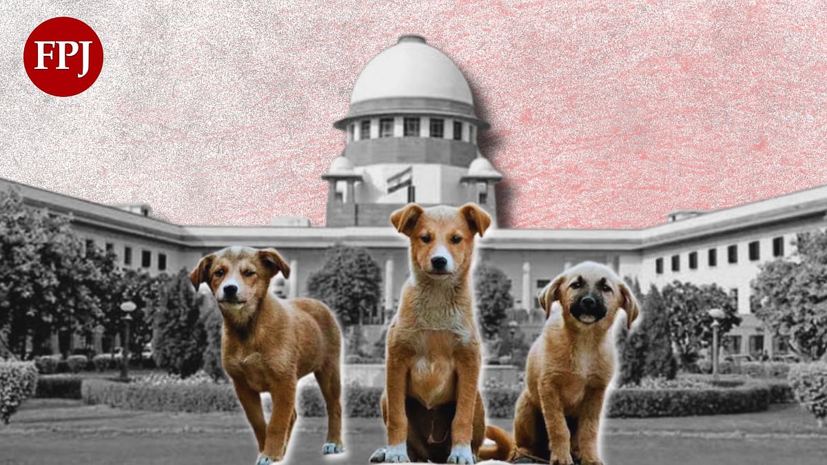 '60 Million Homeless Dogs In India & No Shelters': PETA India Reacts To Maharashtra Cabinet's Stray Dogs Removal Order After SC's Directive, Calls It 'Recipe For Cruelty & Chaos' 