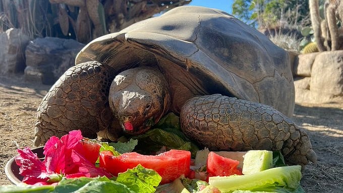 140-Year-Old 'Gramma', The Galapagos Tortoise Passes Away In San Diego Zoo 