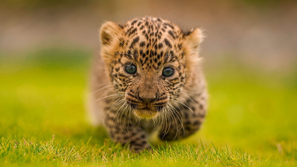 Kids Mistake Leopard Cubs For Kittens, Bring Them Home In Jalgaon's Satpura