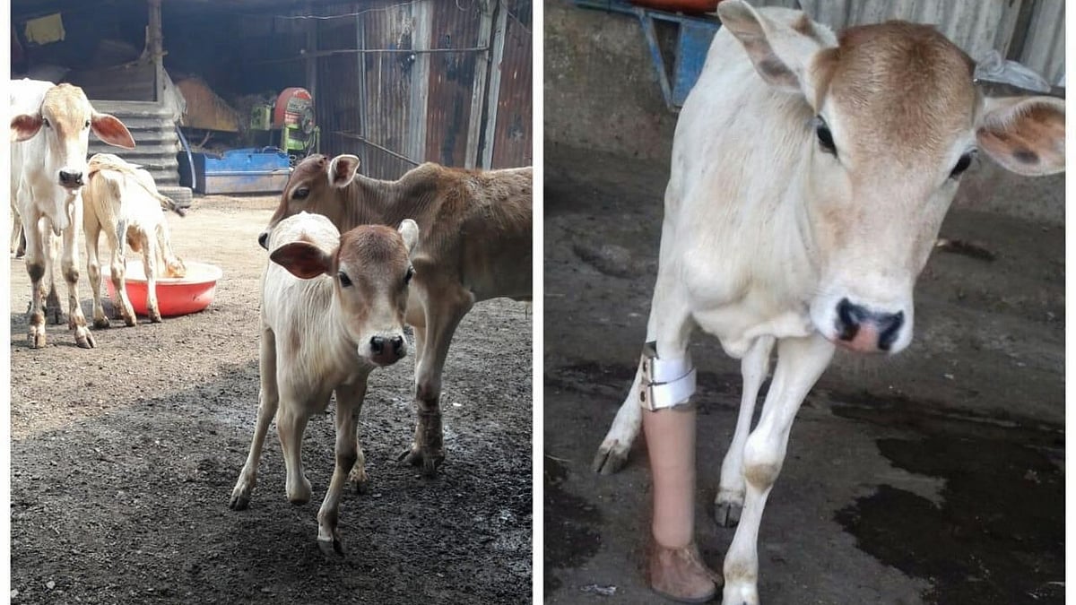 Mumbai NGO Provides Prosthetic Limbs To Injured Cows Hit In Road Accidents