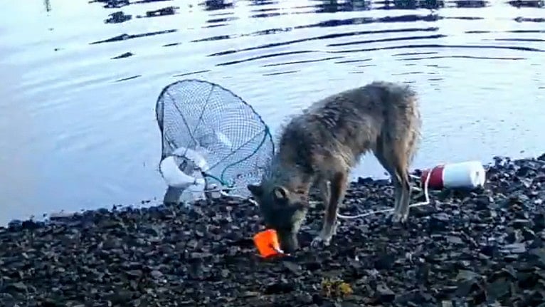 On Camera: Wolf Uses Fishing Tools To Feed Itself, Discovered First Time By Scientists