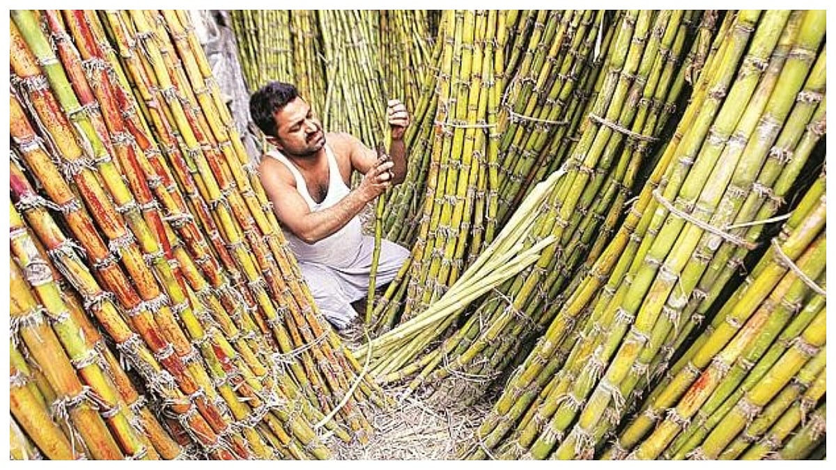Punjab Chief Minister Bhagwant Mann Announces A Hike In Sugarcane Prices By ₹15 To ₹416 Per Quintal For The Upcoming Crushing Season 