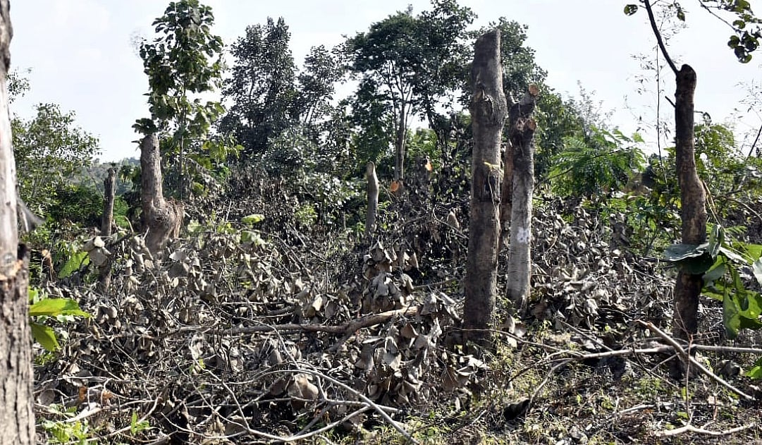 MP News: High Court Halts Tree Felling Across State; Directs Govt To Frame First Transplantation...