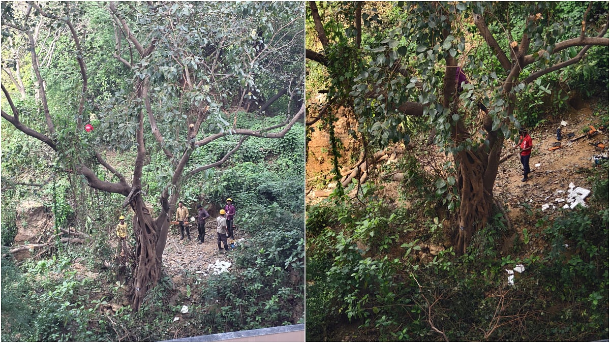 Mumbai News: Citizens Intervene To Stop Axing Of 100 Trees In Powai, Greens Express Concern Over Worsening AQI