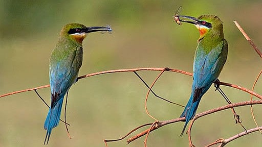 Nashik: Nature Club Organises Bird Watching Program At Tapovan On Nov 30