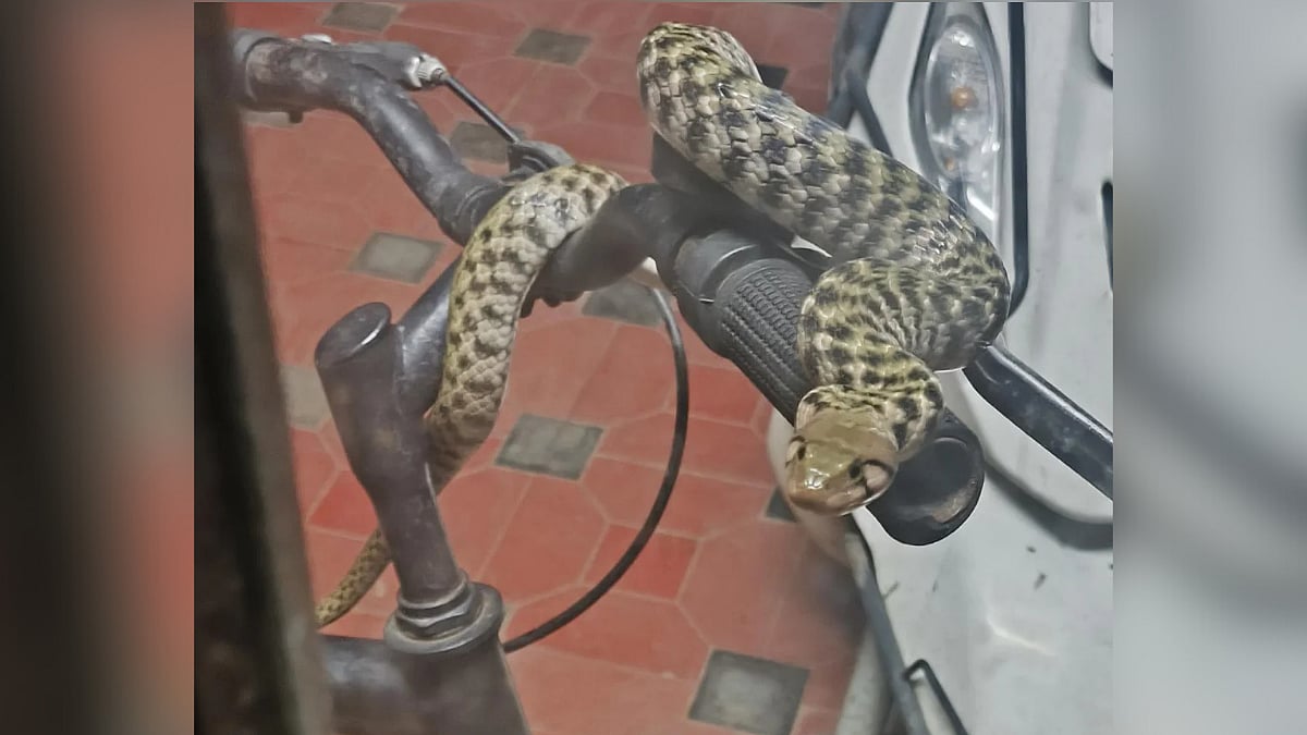 Massive Snake Spotted Gliding On Bicycle's Handle In Kerala, Netizens Use AI To Identify Species - Visuals 