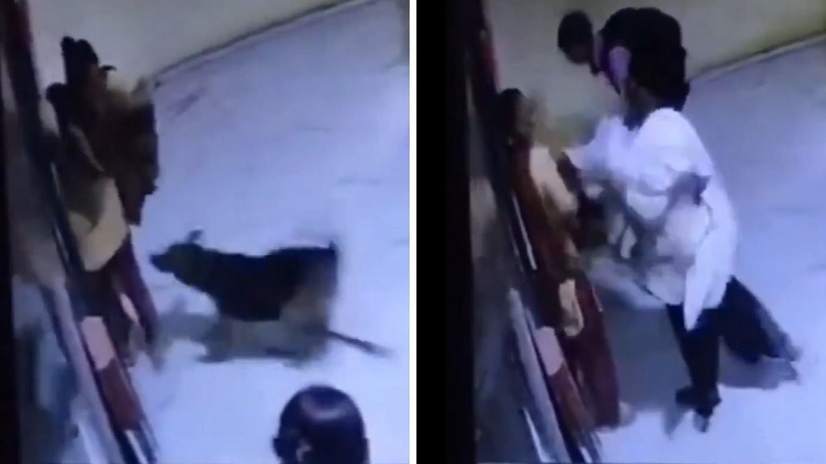 Gujarat Viral Video: Pet Dog Attacks Woman In Rajkot Building, Owner Shockingly Slaps Her Instead Of Helping 