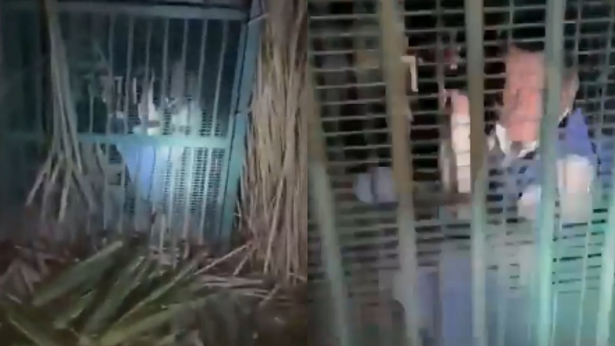 UP Man Gets Trapped In Leopard Cage While Attempting To Steal Goat Used As Bait In Bahraich