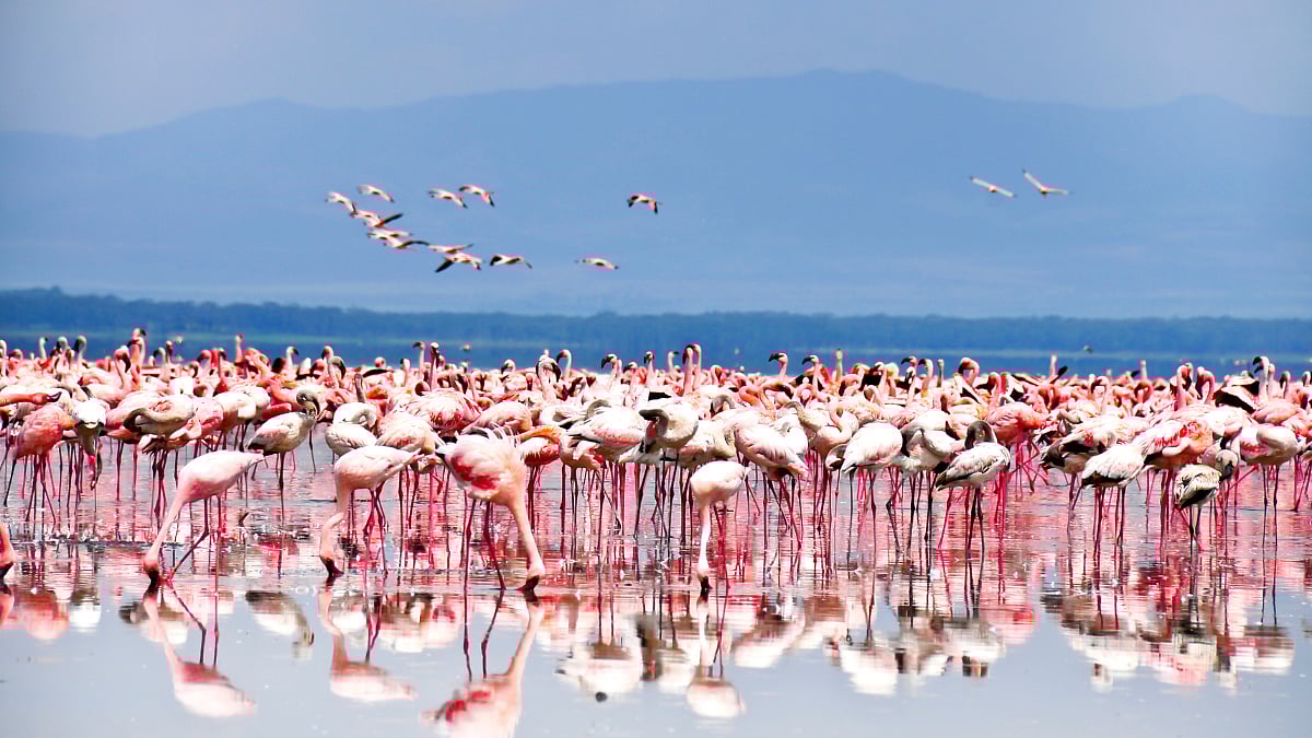Where To See Flamingos In Mumbai: Check Out Top 5 Viewing Points 