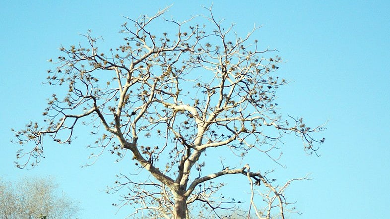 Tome & Plume: MP’s Ghost Tree Delight In Moonlight, Remedy In Malady