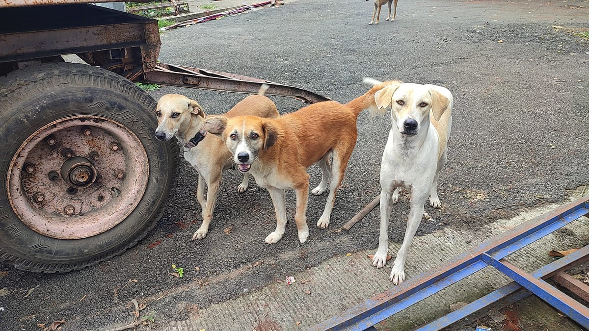 Pimpri-Chinchwad: PCMC Faces Heat As Dog Bite Cases Spike; Just 844 Sterilisations Conducted This Year 