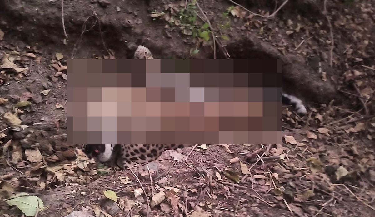 Indore Leopard Death: Clutch Wire, Missing Paws, Cut Canines Reveal Brutal Hunting