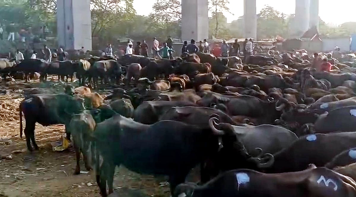 Bhopal News: Illegal Cattle Market Near Subhash Nagar Metro Depot Triggers Daily Chaos; Traders...
