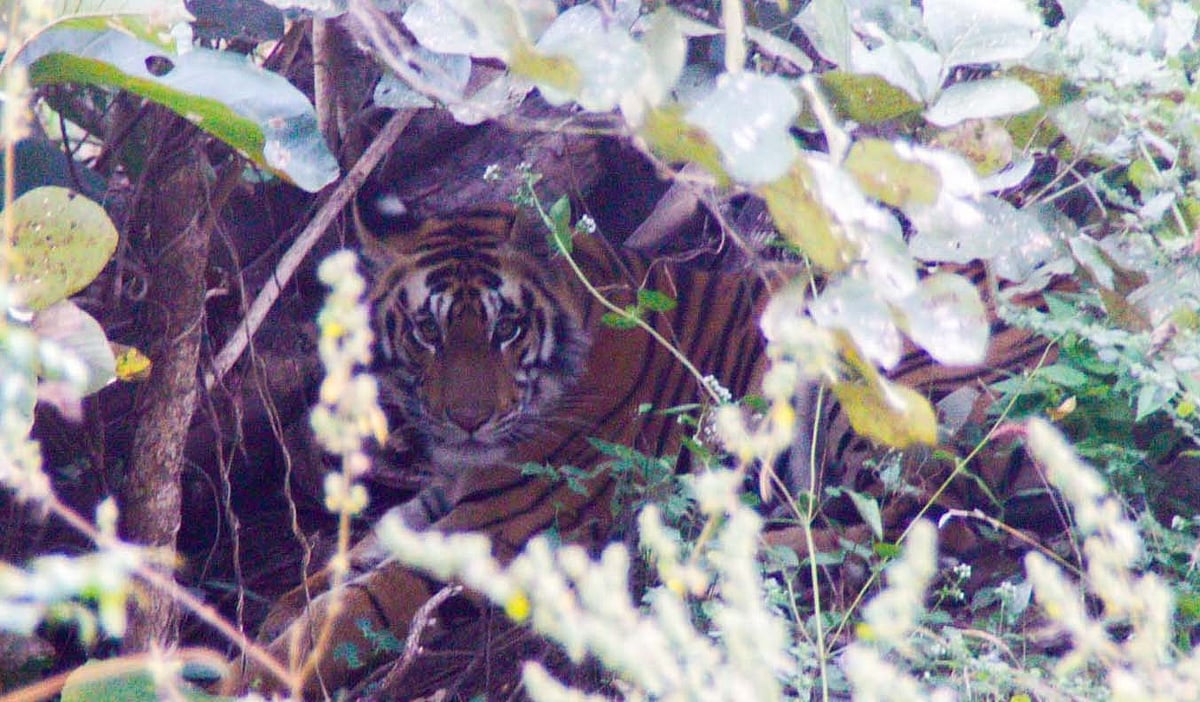 MP News: Rajasthan Forest Team In Pench To Capture Tigress For Inter-State Translocation