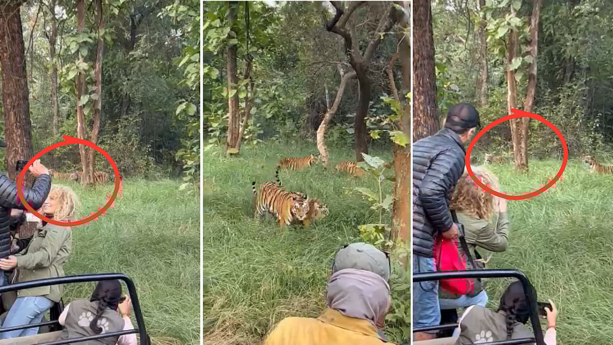 Dangerous! Tourists Block Path Of 5 Tiger, Click Pictures & Take Selfies From Close Distance At...