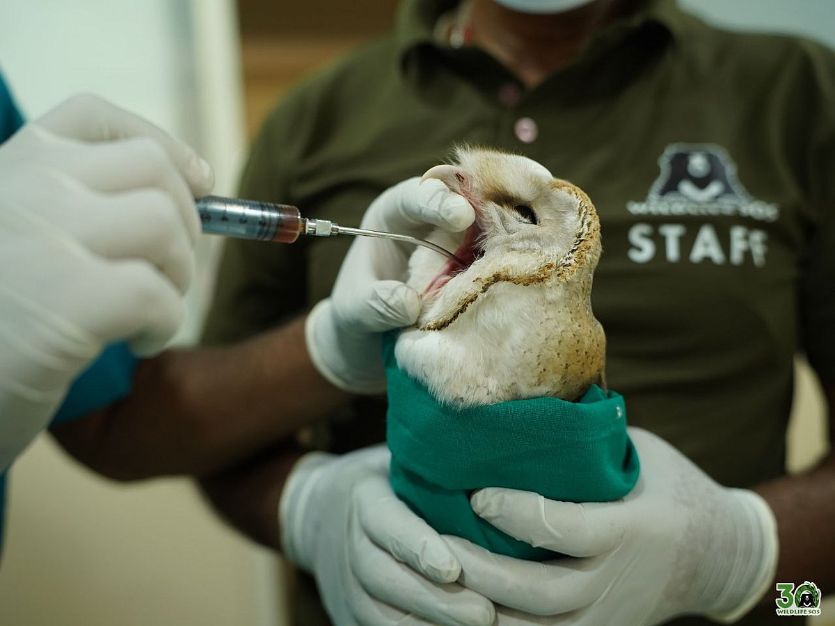 Veterinary team at Wildlife SOS conducts thorough medical check-ups on every rescued animal