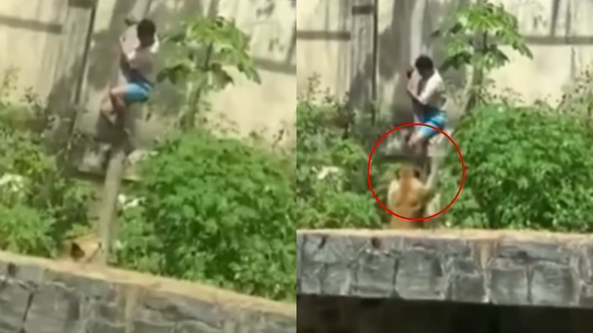 Brazil: 19-Year-Old Man Breaks Into Restricted Zone Inside Zoo, Gets Killed By Lioness In Seconds; VIDEO 