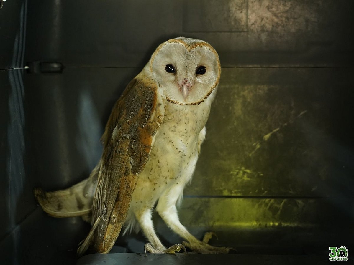 Post-treatment, the barn owl was safely released back into its natural habitat