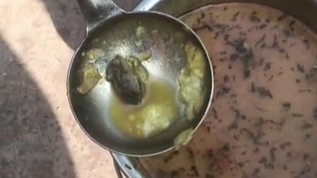 MP News: Dead Frog In Mid-Day Meal Triggers Probe In Gwalior