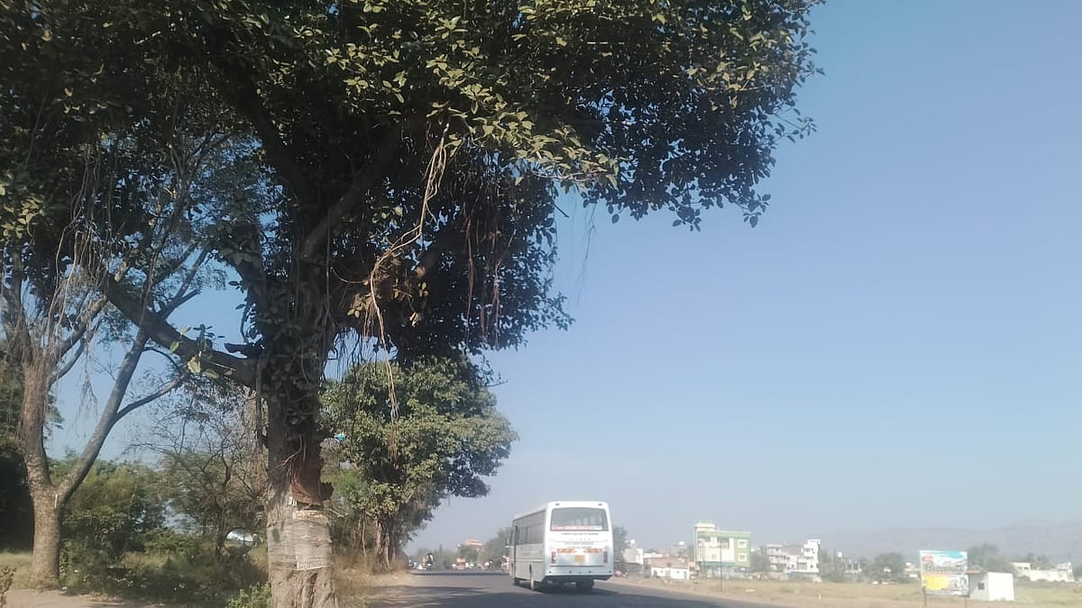 After Paithan Road Mass Cutting, Another 150 Trees Are Now At Risk In Chhatrapati Sambhajinagar