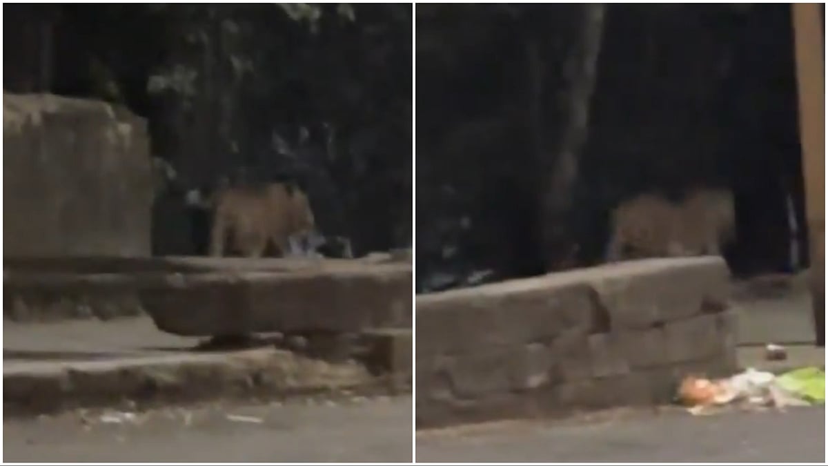 Yet Another Leopard Sighting In Pune -- This Time In Bavdhan; Video Sparks Panic | Watch