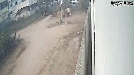 Street Dogs Attack 7-Year-old Boy, Bite Off His Ear In Telangana's Rangareddy - VIDEO