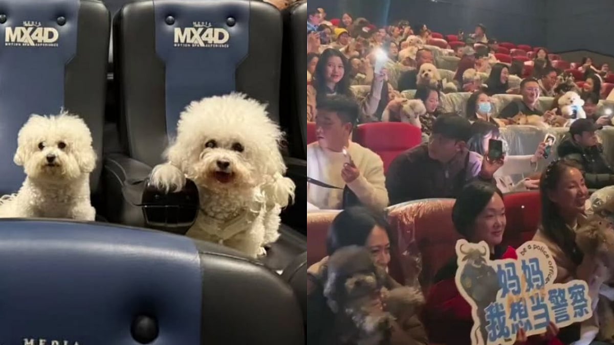 Zootopia 2: Dog Owners In China Bring Their Dogs To Film's Screening, Adorable VIDEO Shows Furry Fans Sitting On Theatre Seats 