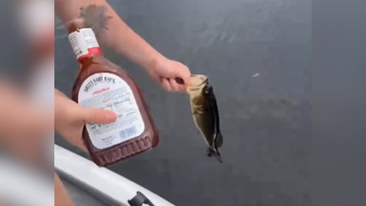 Animal Cruelty On Peak! Old Video Of Man Dumping Barbecue Sauce Into Live Fish's Mouth For 'Fun Reel' Resurfaces 