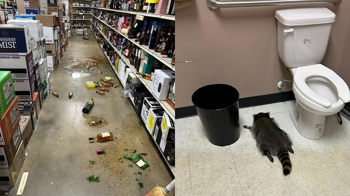 'Drunk' Raccoon Spotted Passed Out In Bathroom At US Liquor Store After Chaotic Rampage; Visuals Inside 