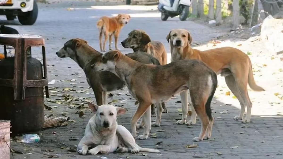Newborn Abandoned Outside Public Toilet In West Bengal's Cold Winter Night Found Alive After Street Dogs Form Protective Circle To Save Child 