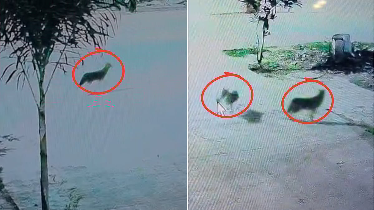 MP News: Jackals Spotted Roaming, Attacking Children In Posh Area; Ujjain Residents In Panic --...