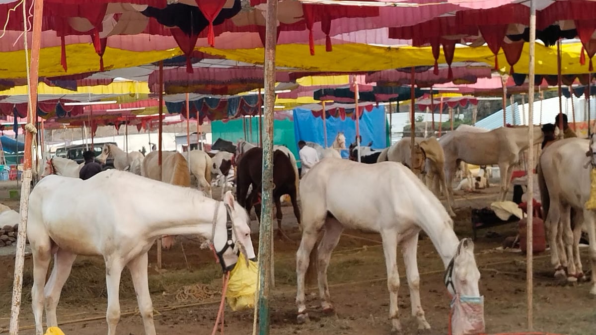 Nandurbar: 300-Year-Old Chetak Festival Begins In Sarangkheda; Over 2,200 Horses Registered | 