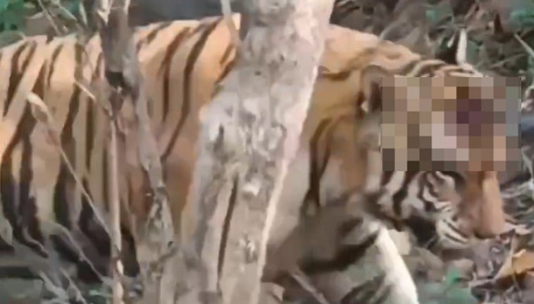 MP News: Panna's Famous Tiger P-243 Critically Injured During Territorial Fight — VIDEO