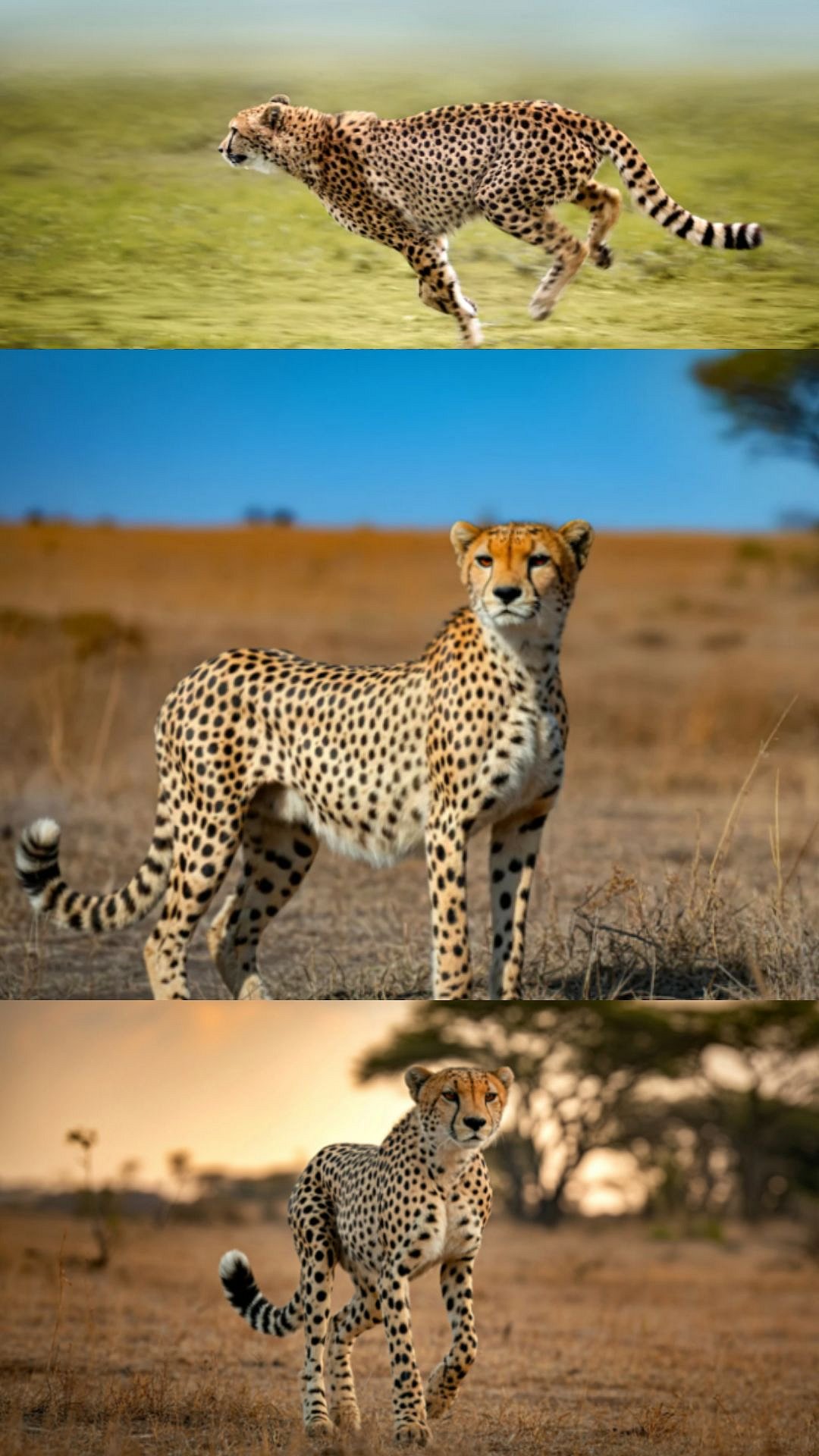 International Cheetah Day: Here's To Know Some Of The Interesting Facts About Fastest Land Animal