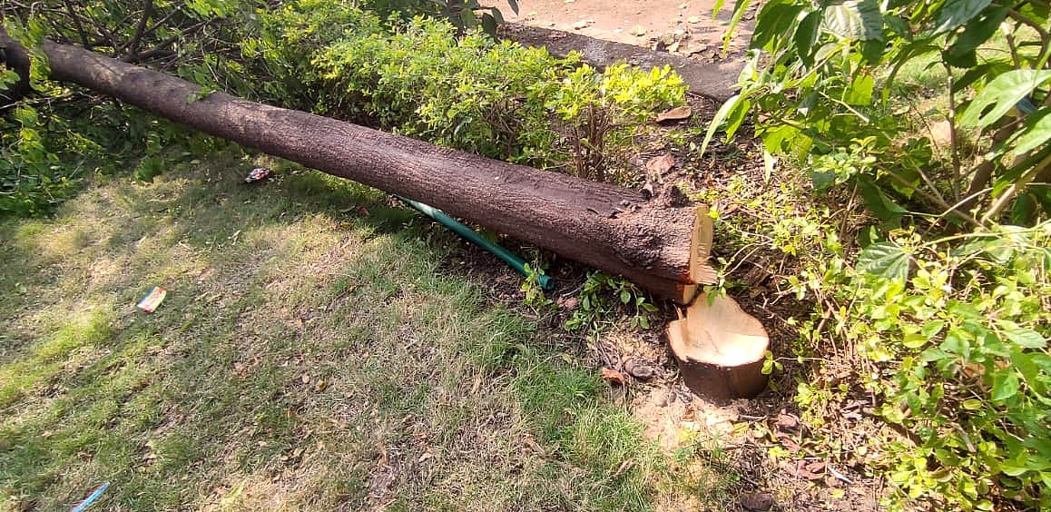 MP News: Sandalwood Heist At Vidhan Sabha; One Tree Cut, Two Others Targeted 
