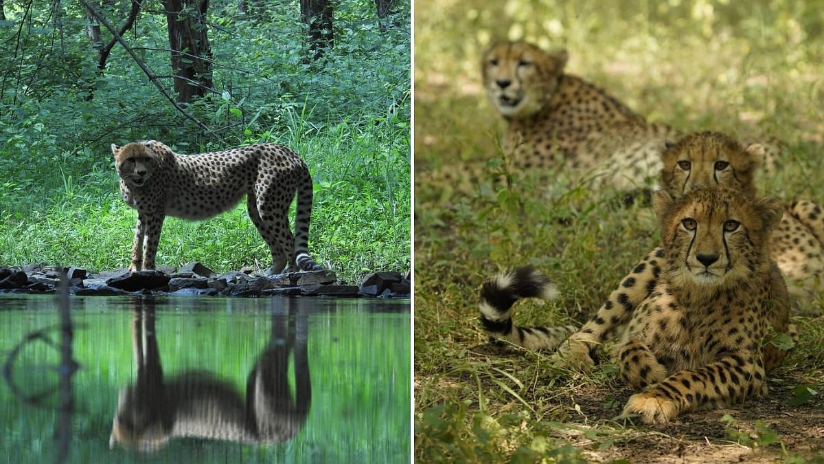 PM Modi Greets Nation On International Cheetah Day, Hails Conservation Efforts And Tourism 