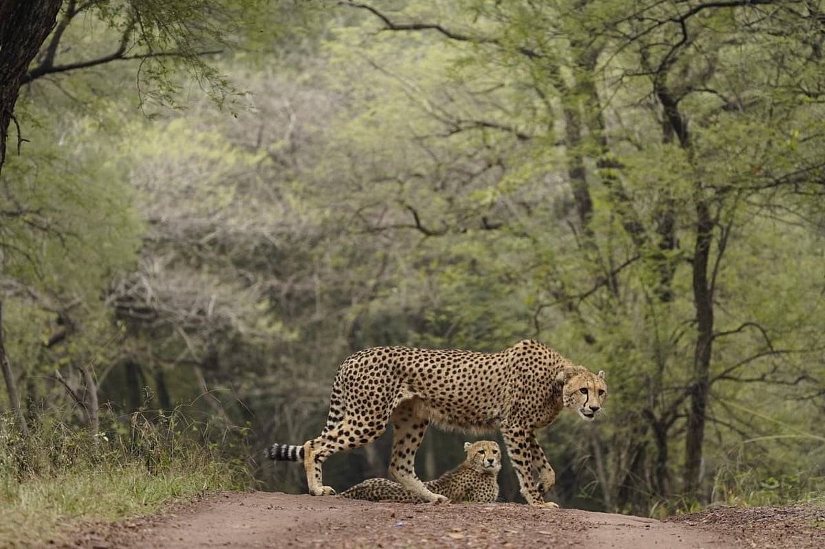 International Cheetah Day: CM Mohan Yadav Releases Kuno National Parks's Cheetah Veera, 2 Cubs Into...