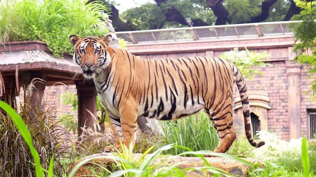 Mumbai News: Byculla Zoo Faces Negligence Allegations After 2 Tiger Deaths; BJP Leader Seeks Post-Mortem Reports, Plans CZA Complaint 