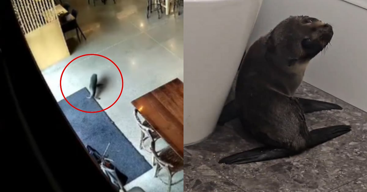 Seal relaxing at the bar