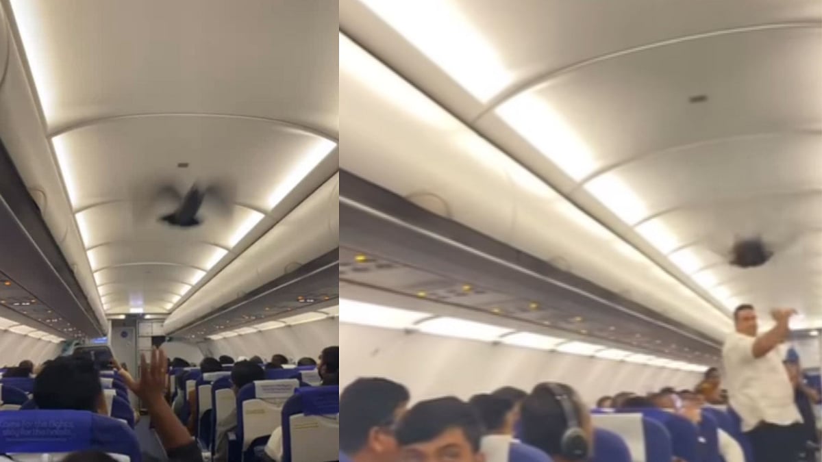 Watch: Pigeon Enters Bengaluru–Vadodara IndiGo Flight, Creates Chaos; Video Goes Viral Amid...