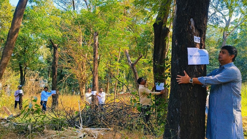 Thane News: Hundreds Of Trees Axed Prematurely At Regional Mental Hospital Site; NCP(SP) Demands...