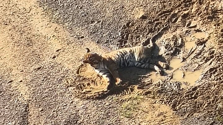 Maharashtra: Injured Tiger Spotted Helpless In Canal Near Dhanori, Forest Officials Rush To Site;...