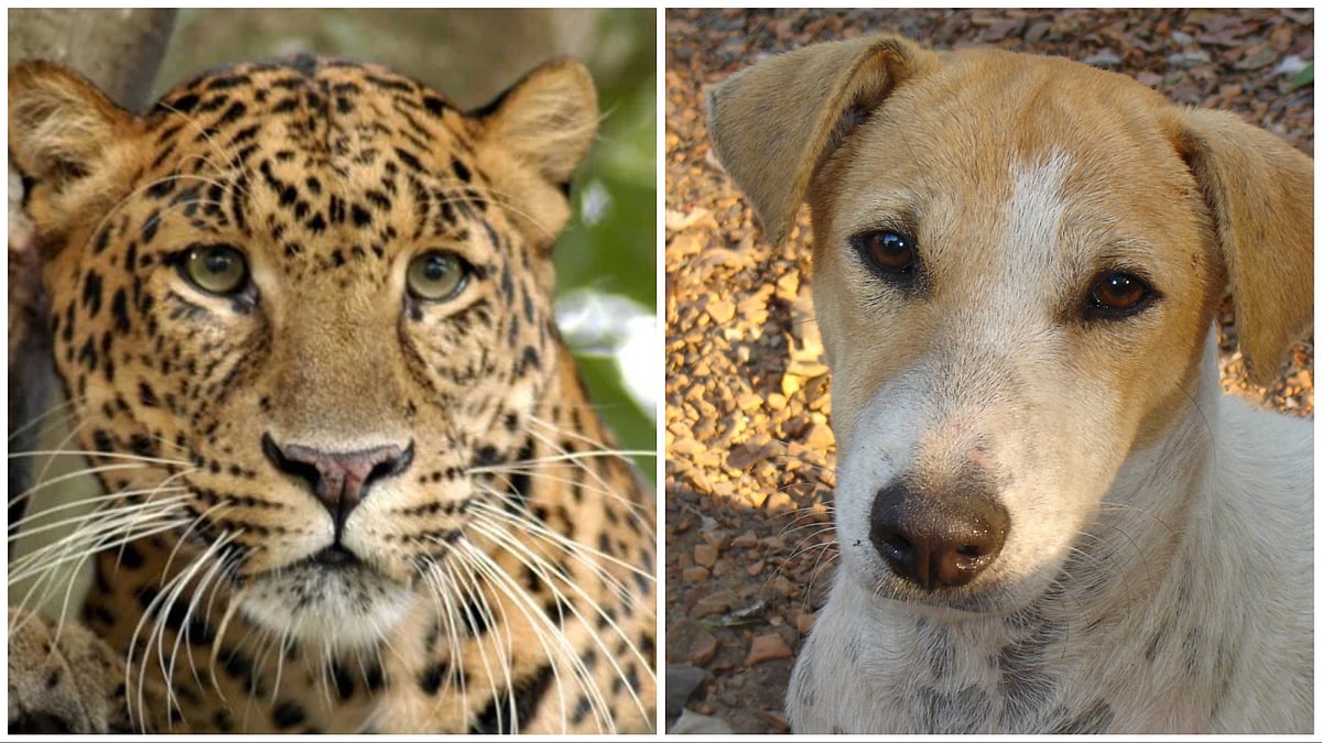 Maharashtra Assembly Winter Session Is Dominated By Dogs & Leopards Debates -- But What About Other Issues? 