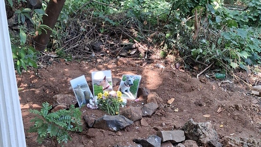 Mumbai News: Fresh Pet Graves At Malabar Hill’s Parsi Cemetery Spark Debate Among Orthodox Community |