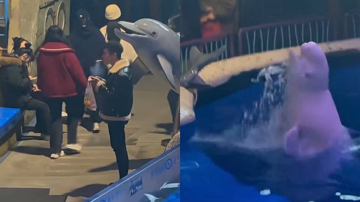 Man Lighting Cigarette In No-Smoking Zone At China Aquarium Gets Unexpectedly Hit By Beluga Whale; WATCH | X @tongbingxue